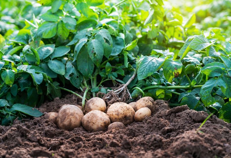Heat Arrives Faster Than Potatoes Prefer