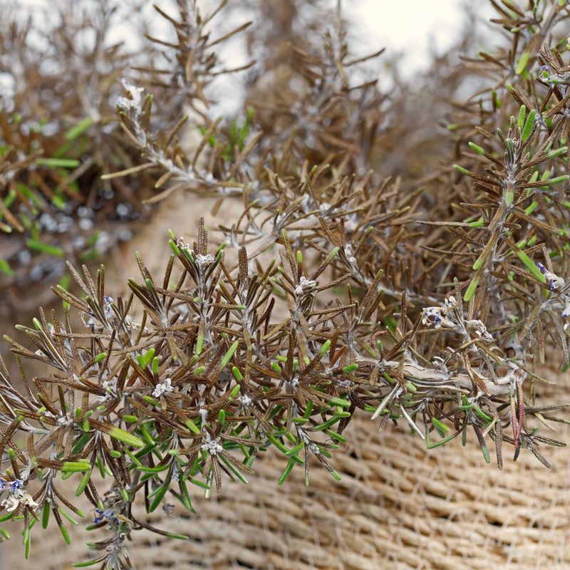 Heat Dries Shrubs Quickly Heat Dries Shrubs Quickly