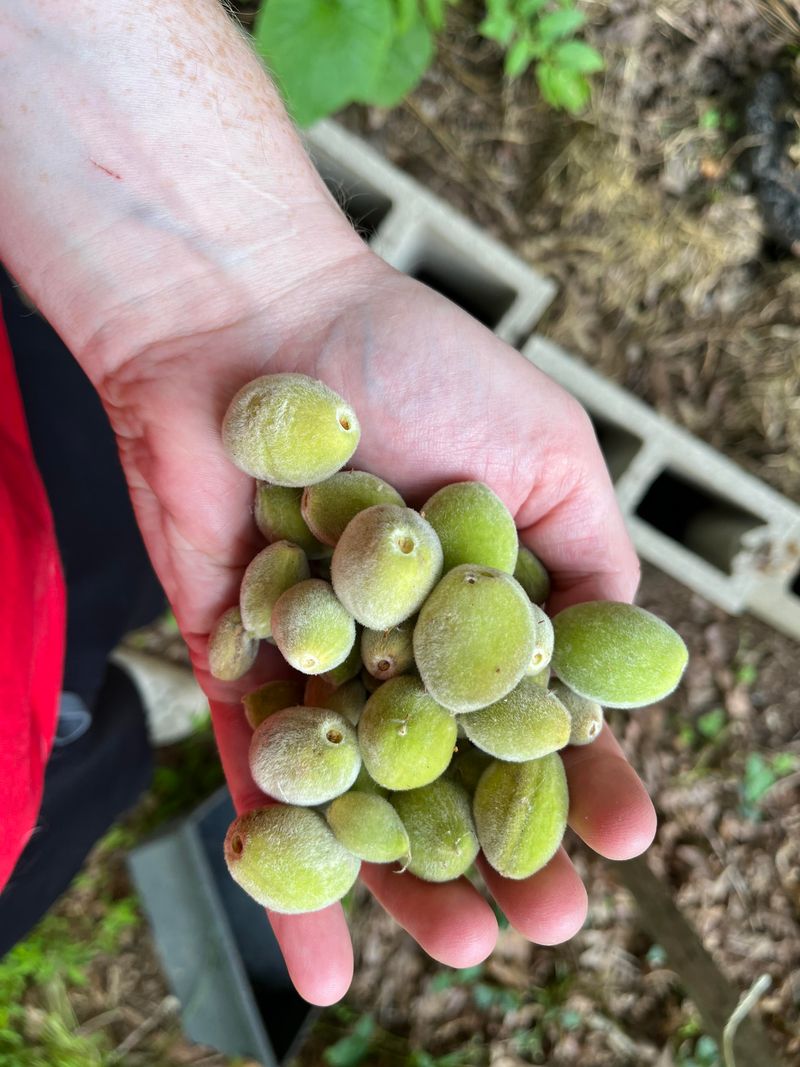 Heat Dropped The Fruit