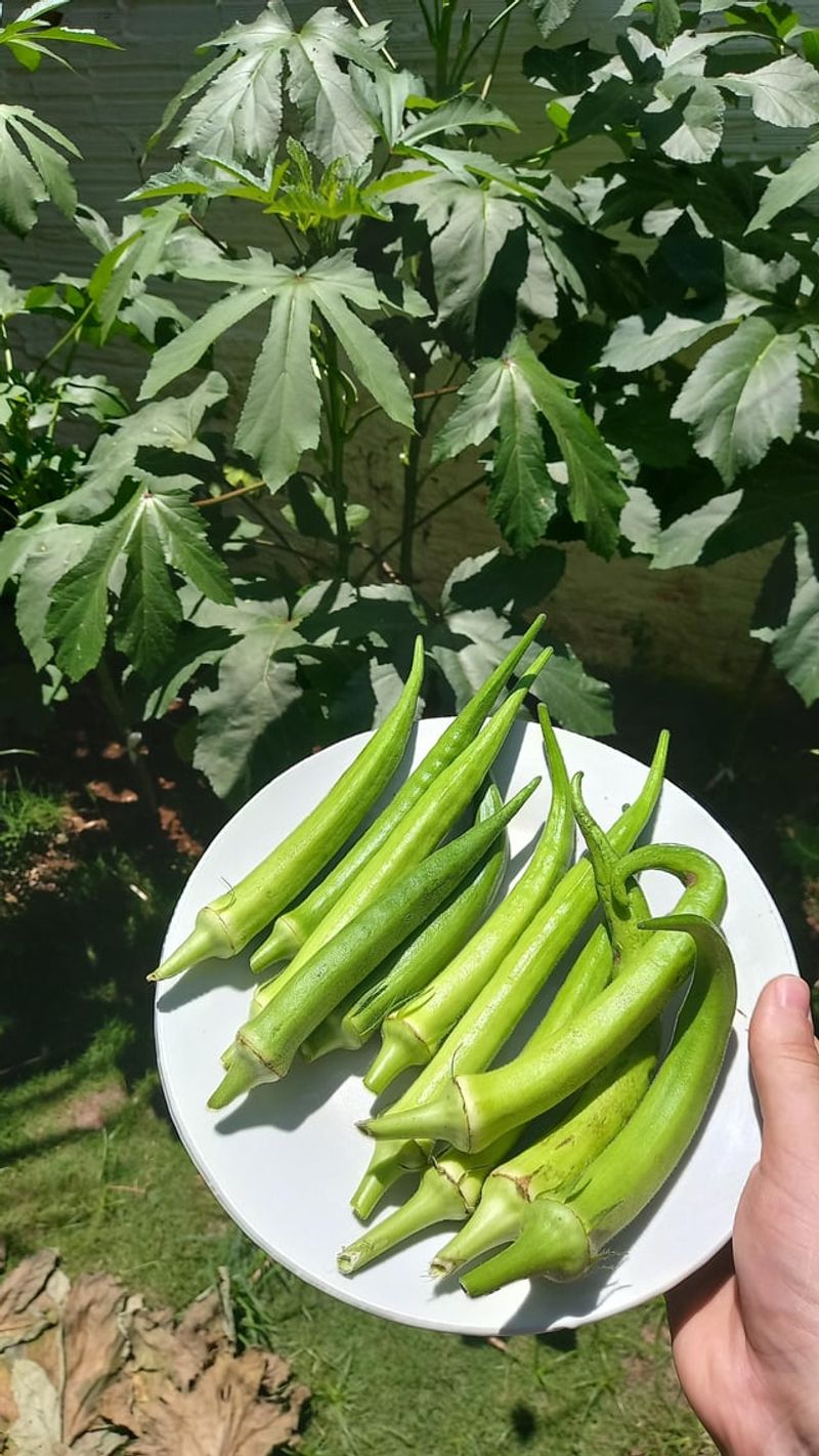 Heat Keeps The Pods Coming Quickly