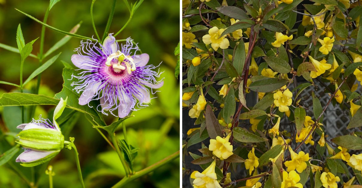 Passionflower and Carolina Jessamine