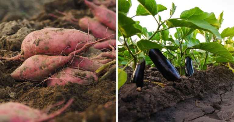 sweet potato and eggplant
