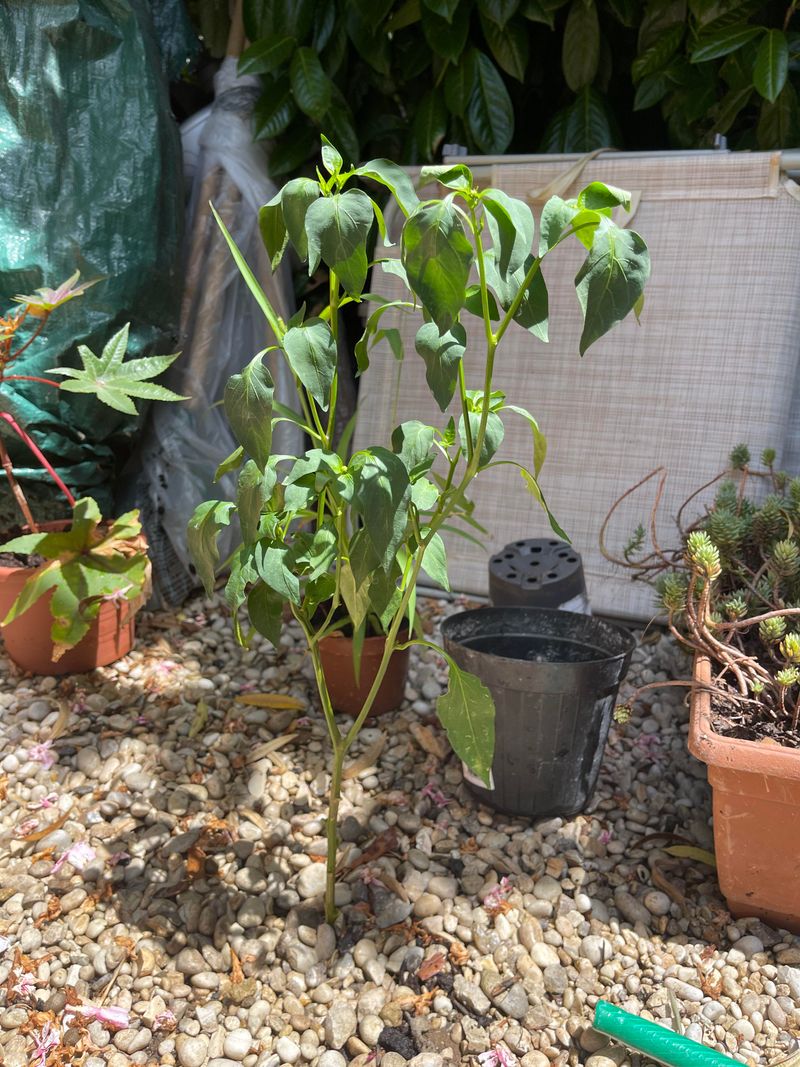 Heat Stress Usually Wilts The Whole Plant