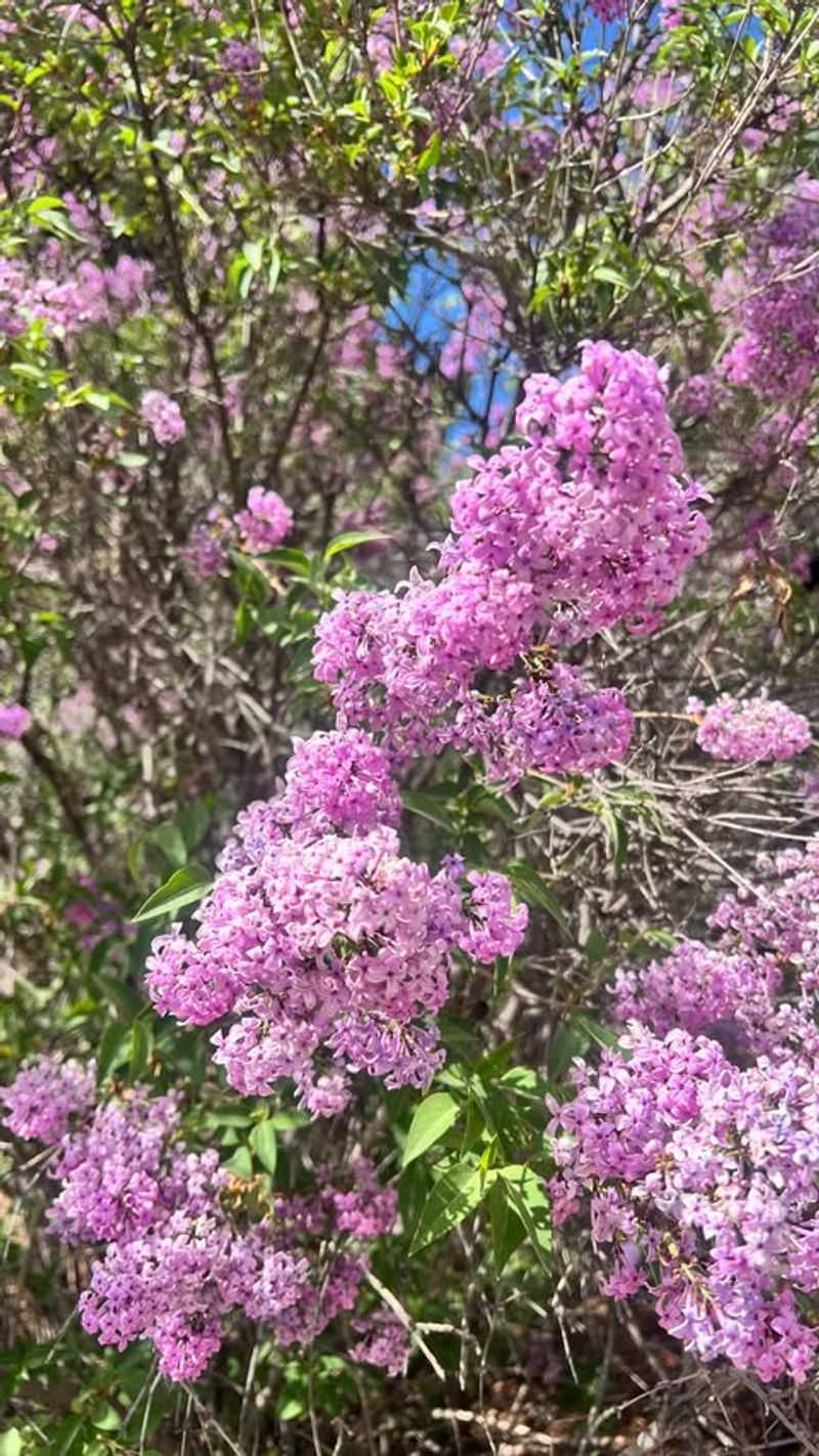 Heat Stress Weakens Bud Formation Throughout The Season