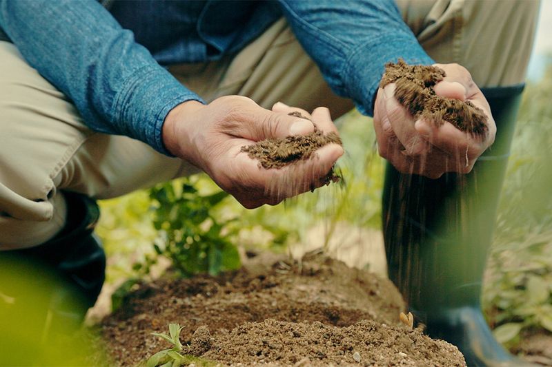 Heat-Stressed Soil Is The Main Reason Pennsylvania Veggie Gardens Slow Down In July Heat-Stressed Soil Is The Main Reason Pennsylvania Veggie Gardens Slow Down In July