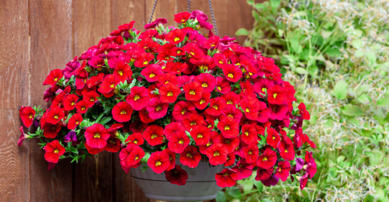 Heat-Tolerant Flowers To Plant In California Pots Before Summer