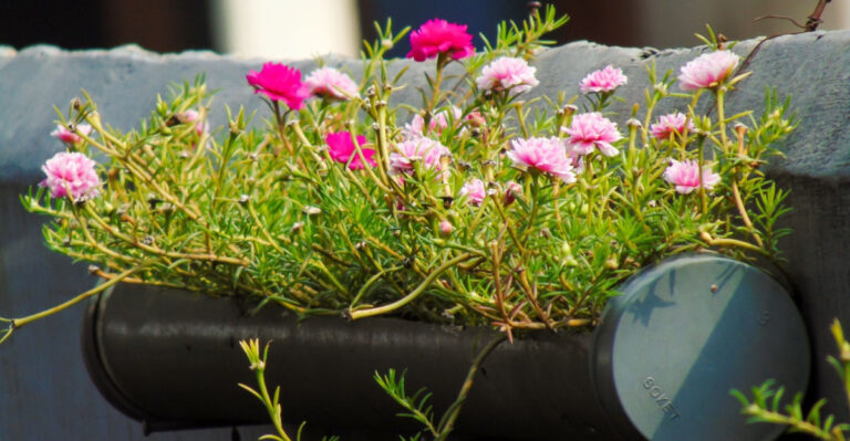 Heat-Tolerant Flowers To Plant In North Carolina Pots Before Summer