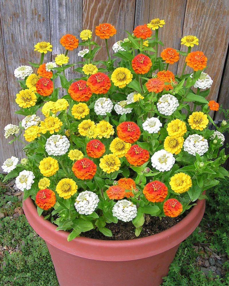 Heat-Tolerant Zinnias Brighten Containers Fast