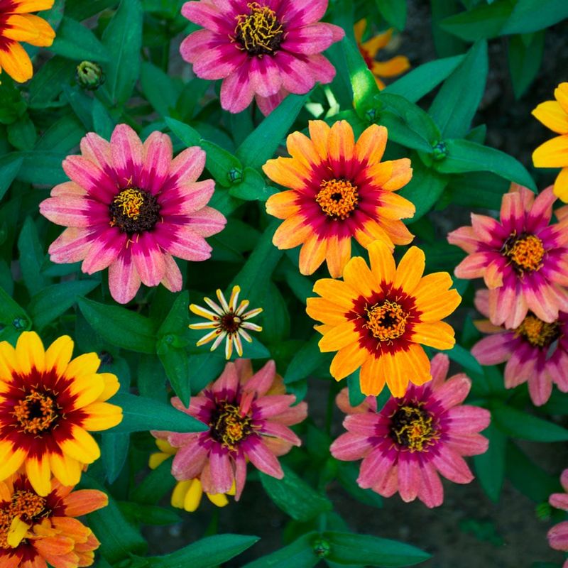 Heat-Tolerant Zinnias Carry Color To Frost
