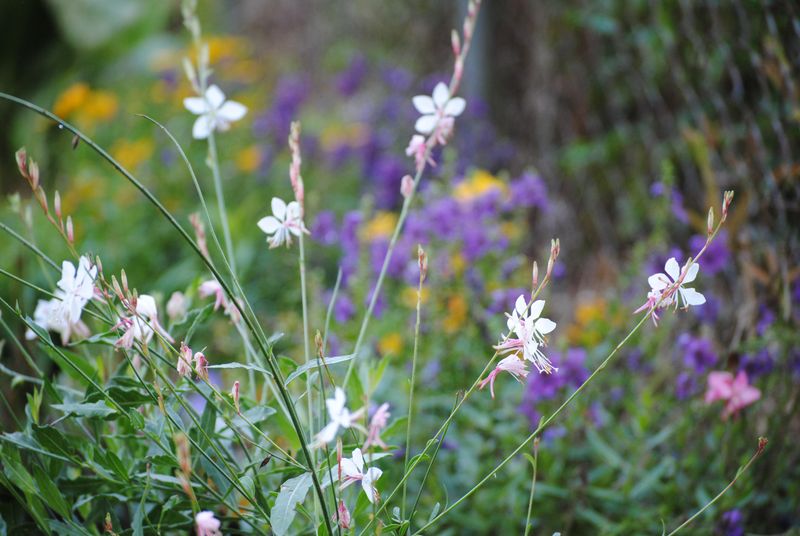 Heat Waves Barely Slow Down New Buds During Summer