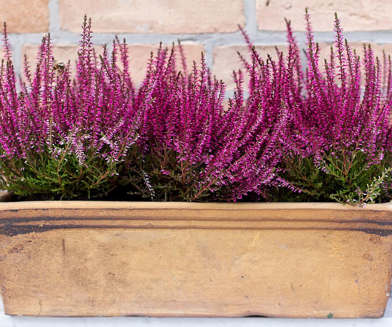 Heathers & Evergreen Sedum Heathers & Evergreen Sedum