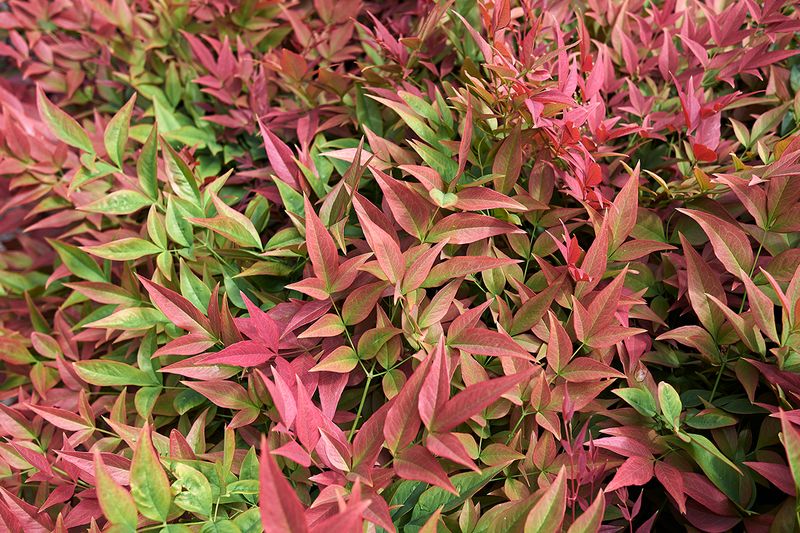 Heavenly Bamboo Keeps Escaping Into Natural Areas