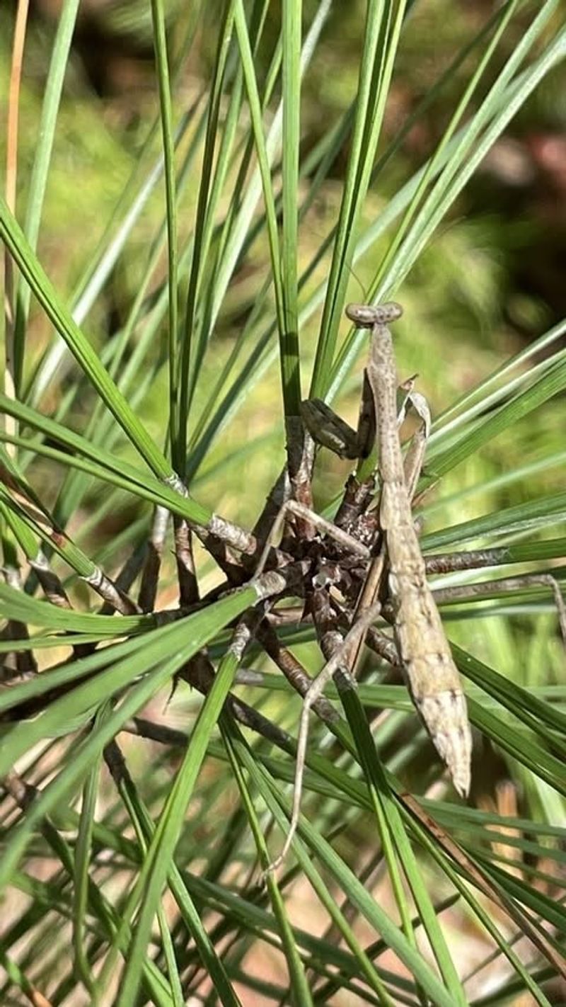 Heavy Chemical Sprays Often Keep Mantises Away