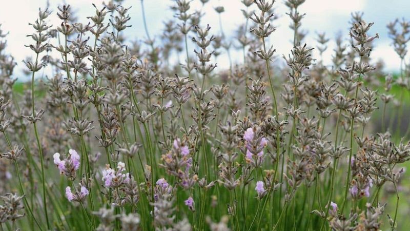 Heavy Clay Soil Holds Too Much Moisture