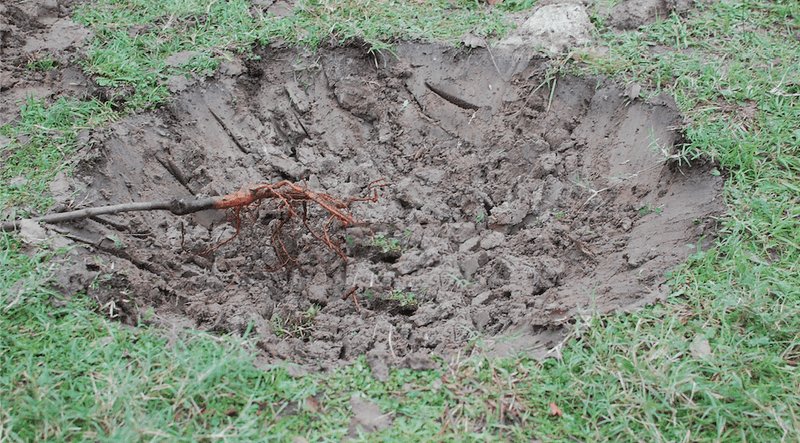 Heavy Clay Soil Mix Can Turn Planting Holes Into Bathtubs
