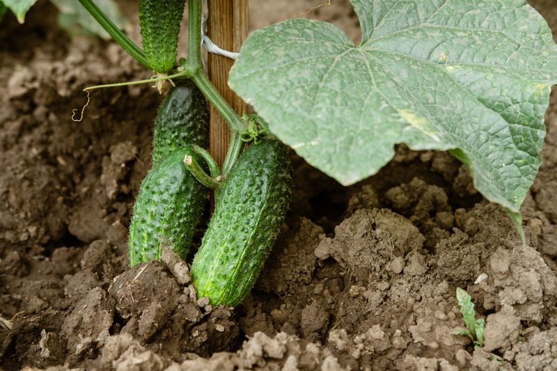 Heavy Clay Soil That Stays Wet After Rain Causes Cucumber Problems Fast