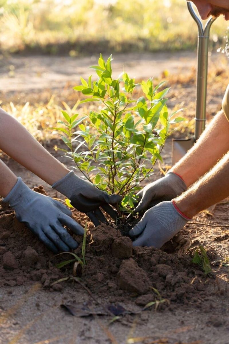Heavy Fertilizer Can Stress Newly Planted Trees