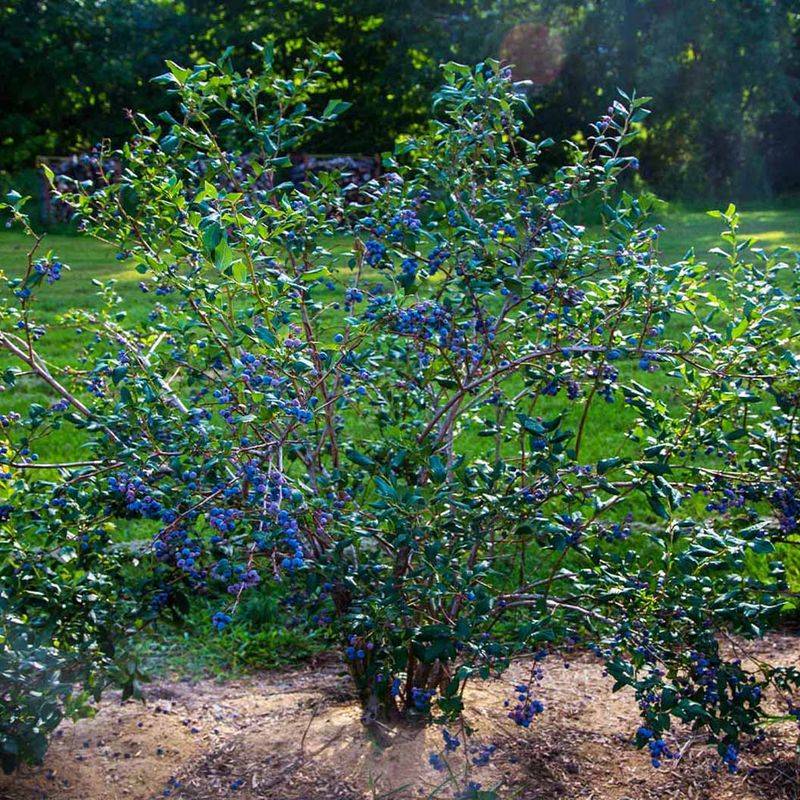 Heavy Fruit Loads Sometimes Cause Natural Berry Drop Heavy Fruit Loads Sometimes Cause Natural Berry Drop