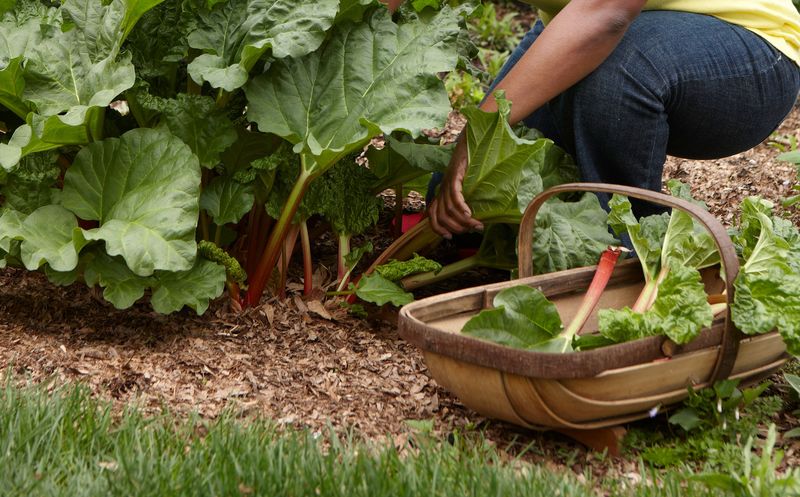 Heavy Harvesting In July And August Can Seriously Weaken Your Rhubarb