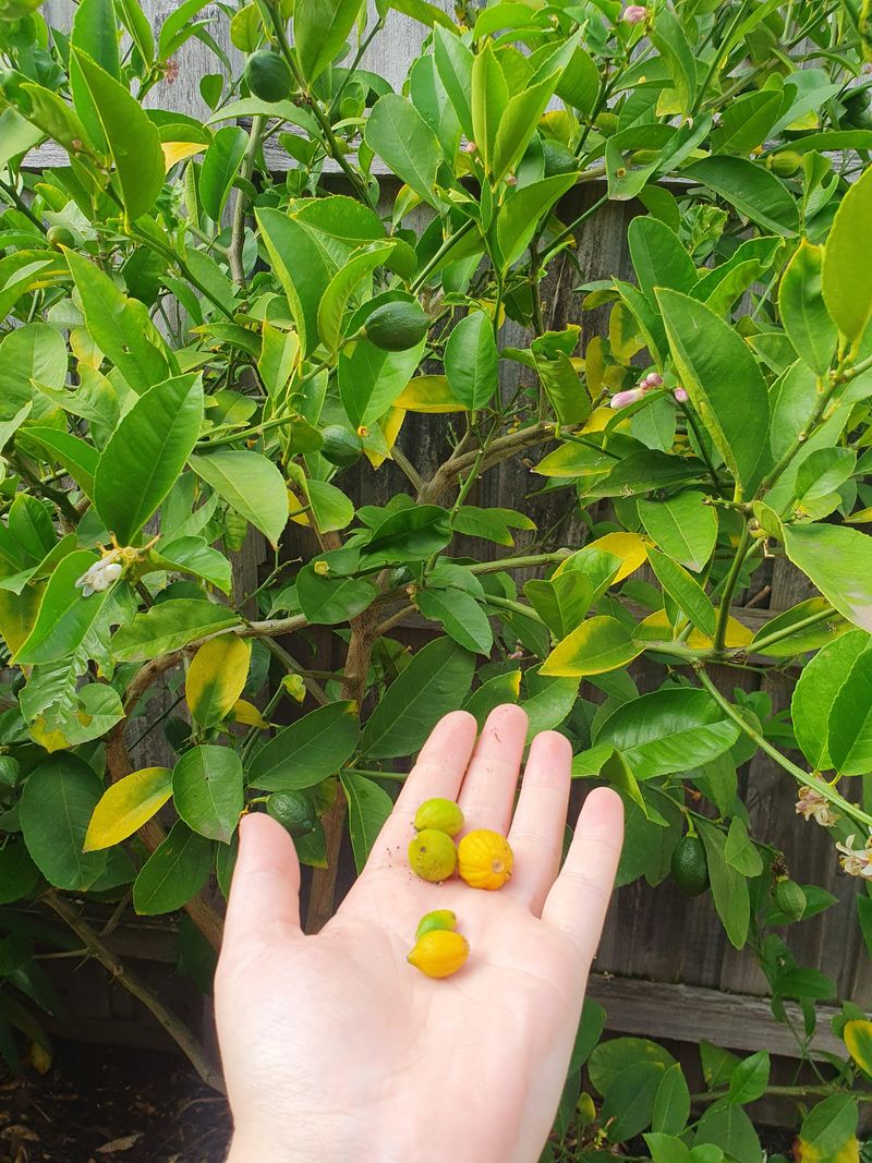 Heavy Heat Stress Often Causes Young Citrus Fruit To Drop
