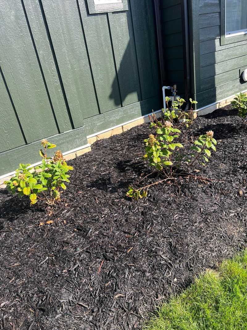 Heavy Mulch Against Stems Can Trap Excess Moisture