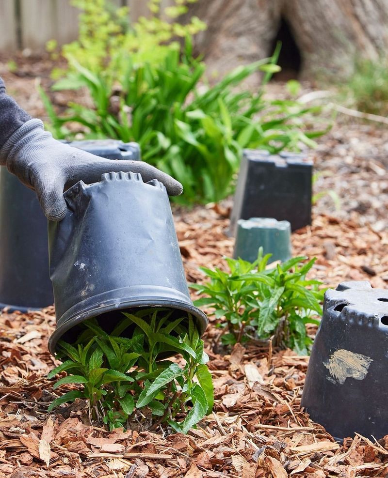 Heavy Mulch Can Smother Small Plants Heavy Mulch Can Smother Small Plants