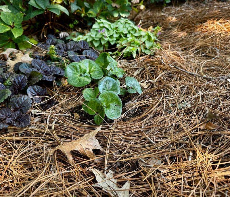 Heavy Mulch Traps Moisture Around Tender Stems