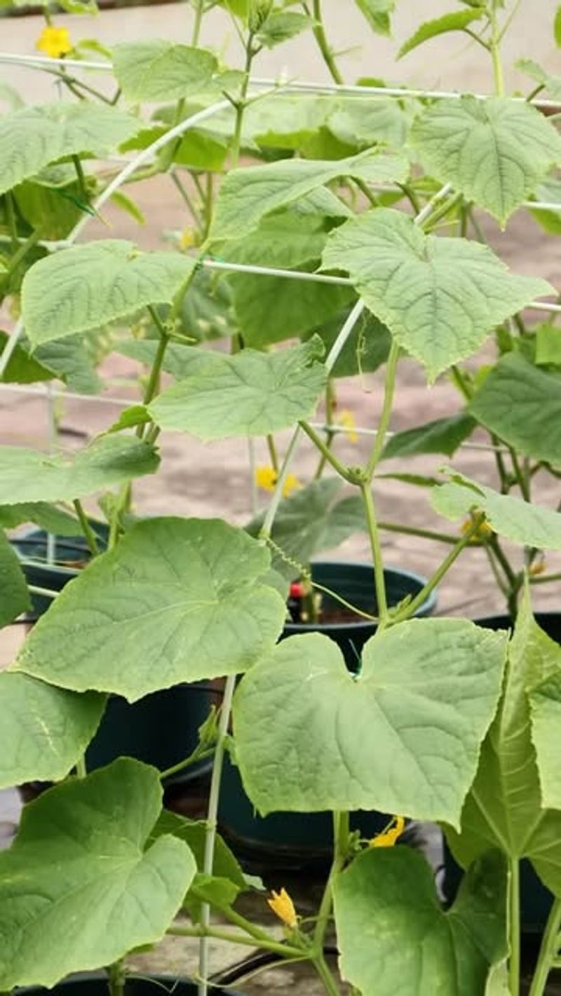 Heavy Nitrogen Fertilizer Creates More Leaves But Fewer Cucumbers Heavy Nitrogen Fertilizer Creates More Leaves But Fewer Cucumbers