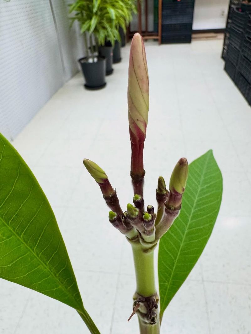 Heavy Pruning Can Delay Blooms Heavy Pruning Can Delay Blooms