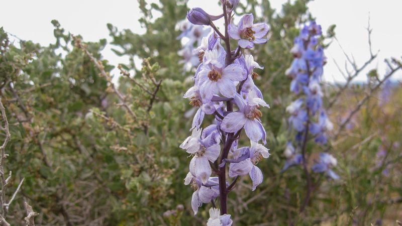 Heavy Rain And Storms Damage Tall Flower Spikes