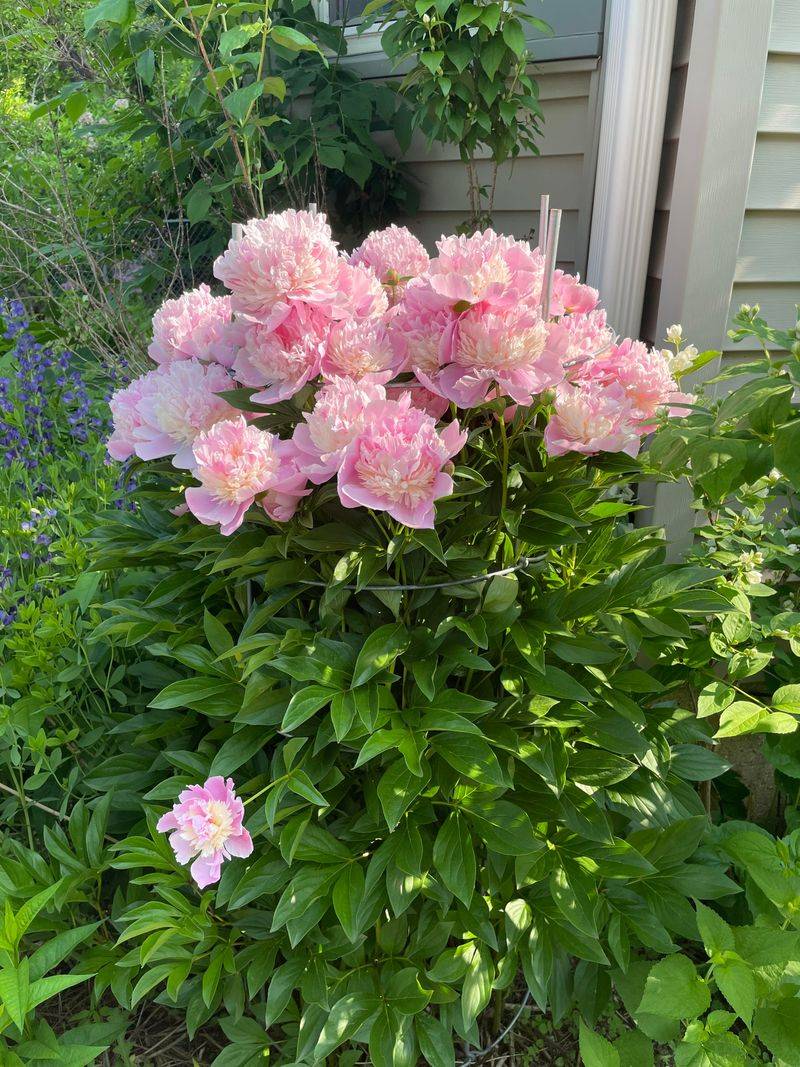 Heavy Rain Can Cause Large Blooms To Fall Over