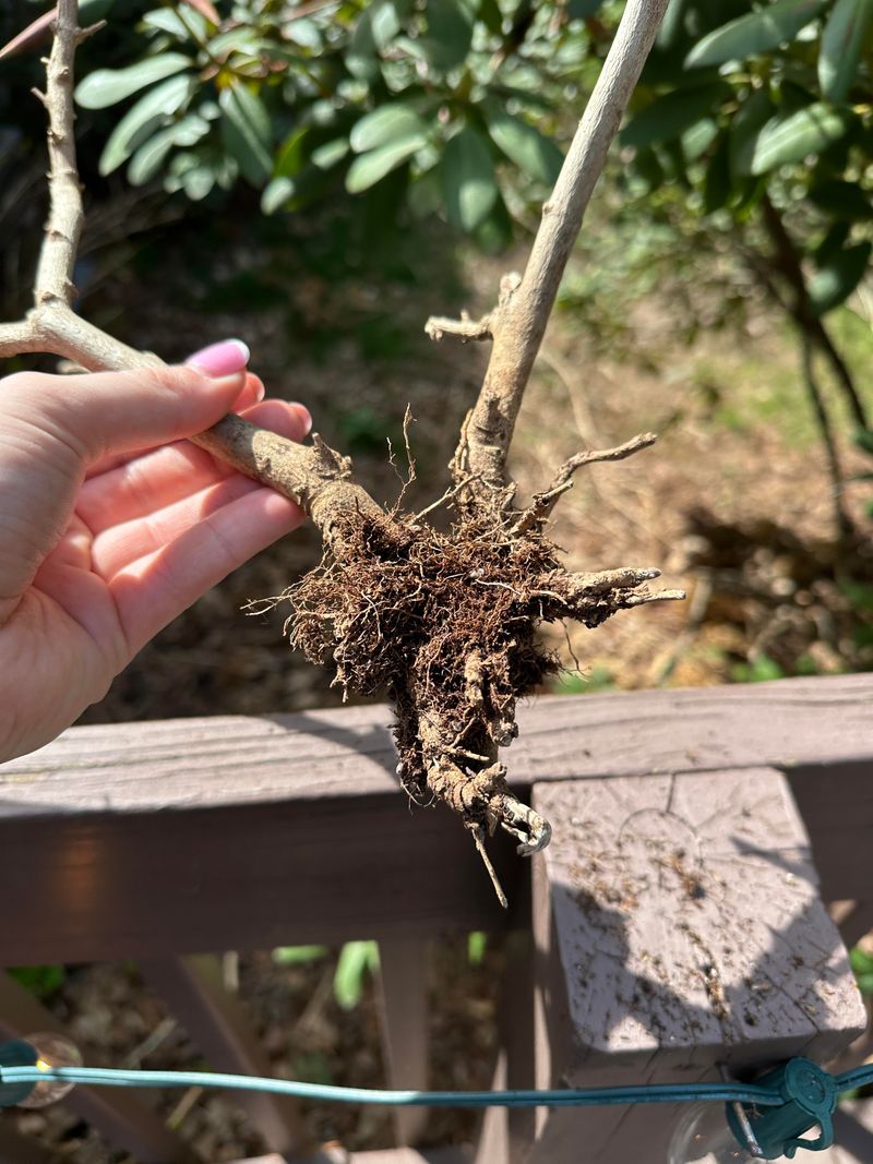 Heavy Rain Can Turn Roots Soggy