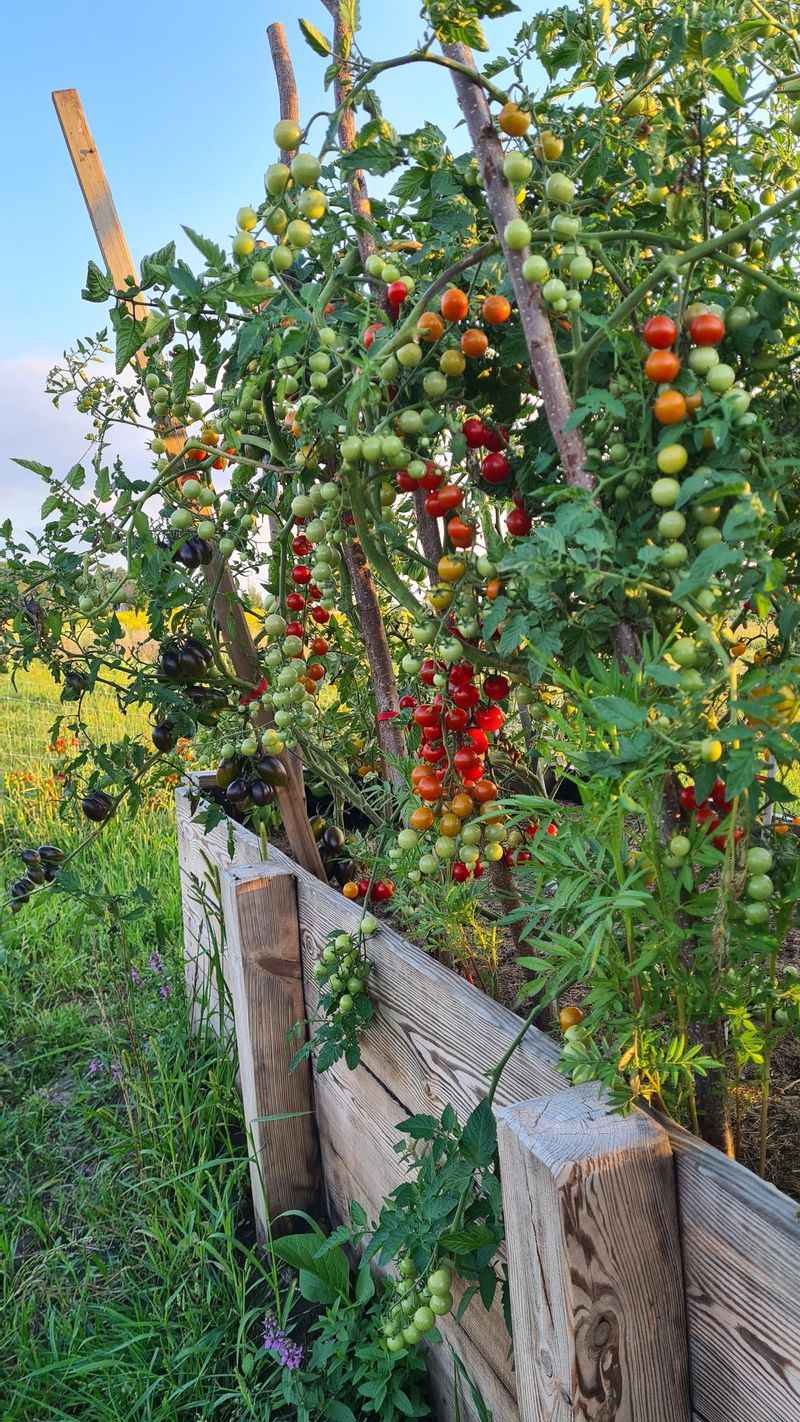Tomatoes growing in raised beds 