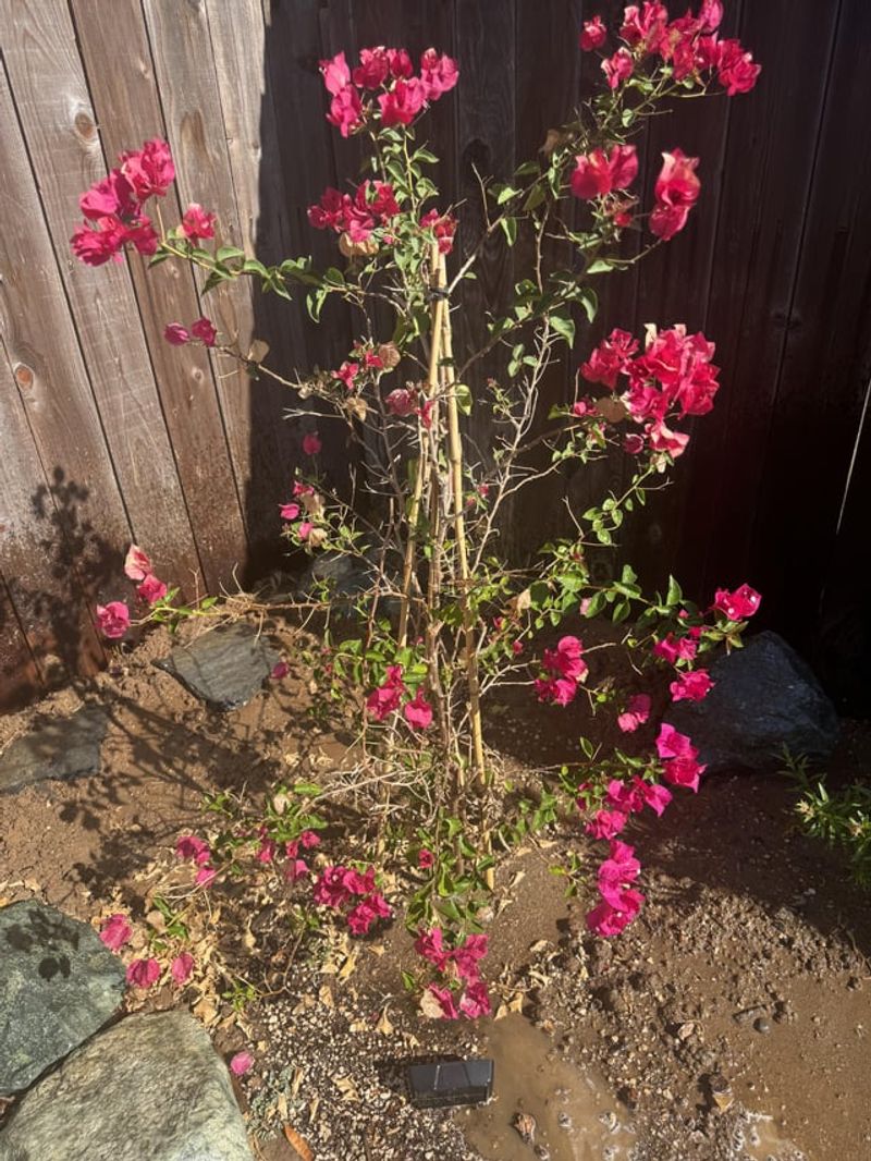 Heavy Shade Reduces Flower Production During Peak Heat