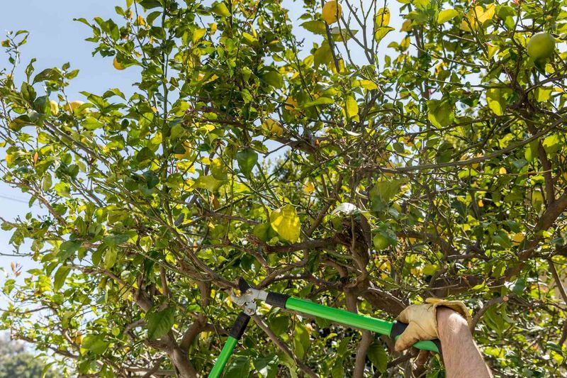 Heavy Summer Pruning Removes Future Citrus Production Heavy Summer Pruning Removes Future Citrus Production