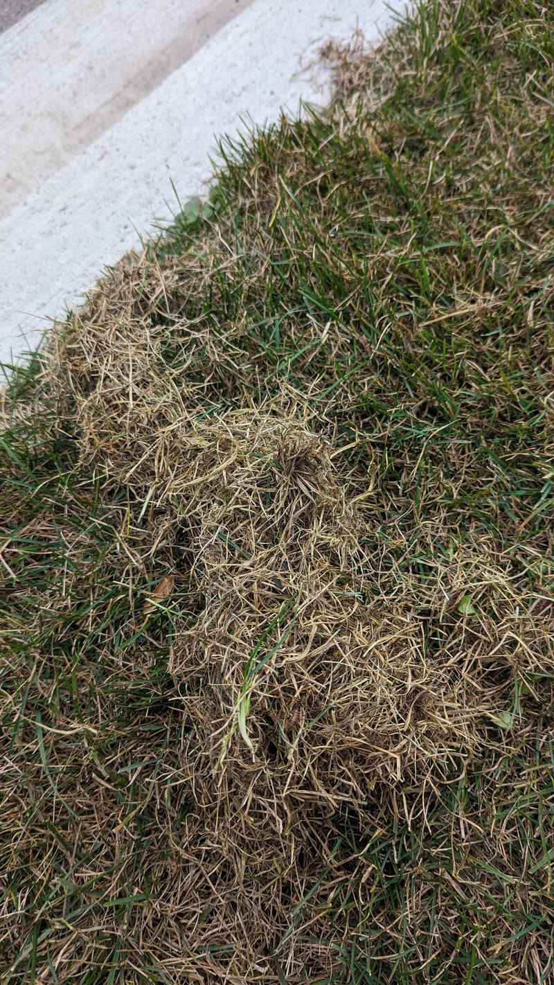 Heavy Thatch Creates Ideal Hiding Areas For Sod Webworms Heavy Thatch Creates Ideal Hiding Areas For Sod Webworms