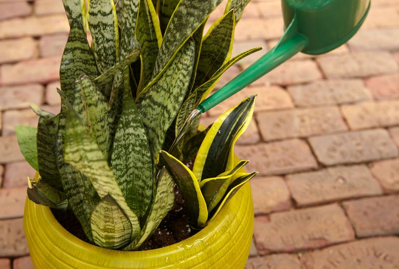 Heavy Watering Can Slow Flower Production Heavy Watering Can Slow Flower Production