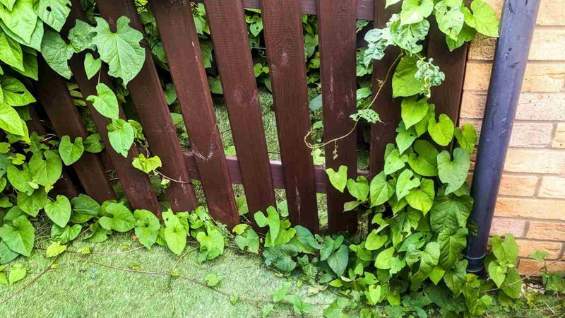 Hedge Bindweed Takes Over Fence Lines Fast Hedge Bindweed Takes Over Fence Lines Fast