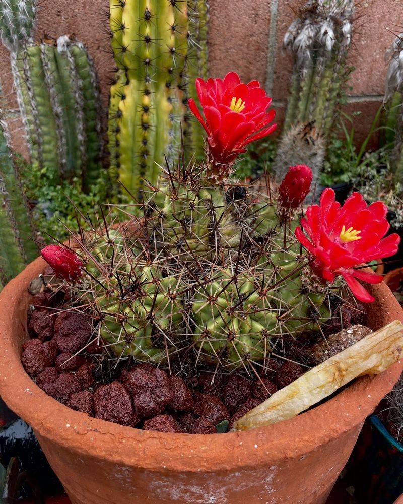 Hedgehog Cactus Grows With Very Little Water