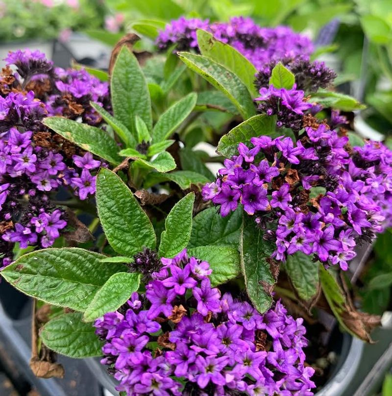 Heliotrope Adds A Sweet Vanilla Scent In Patio Containers