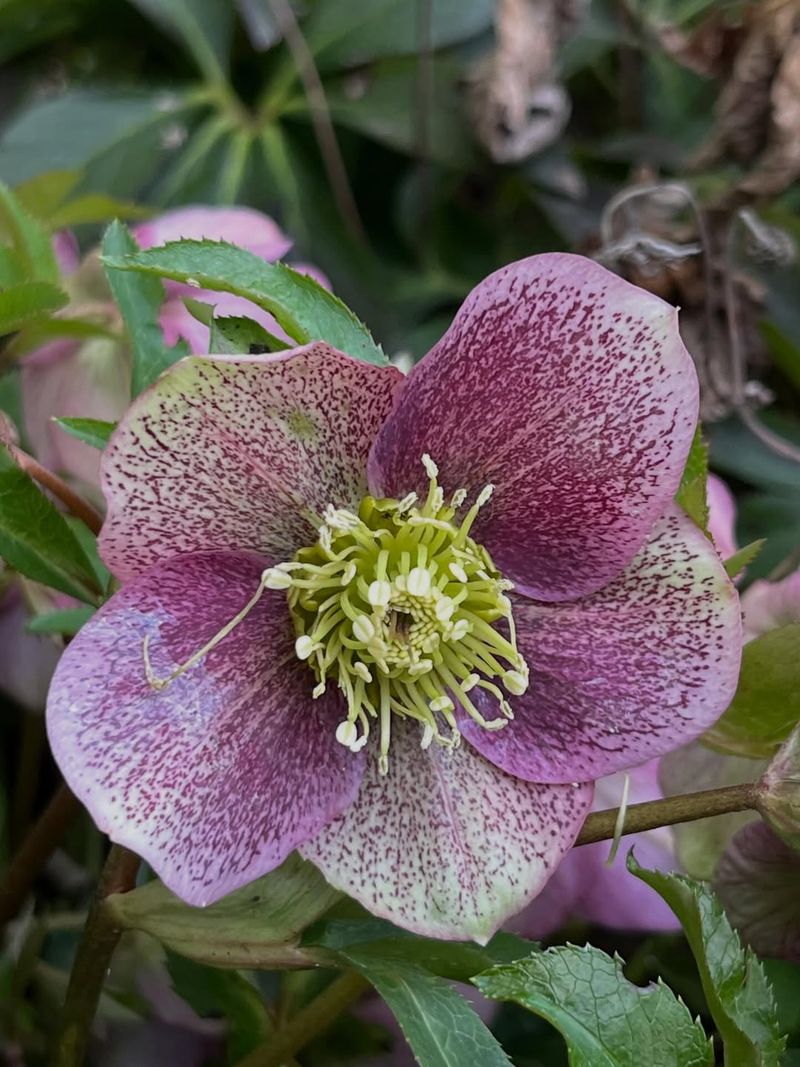 Hellebore