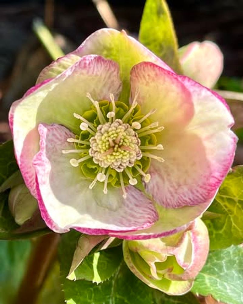Hellebore