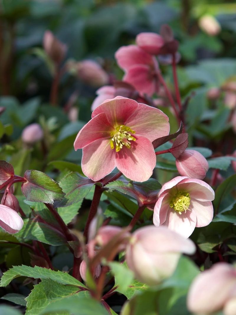 Hellebore