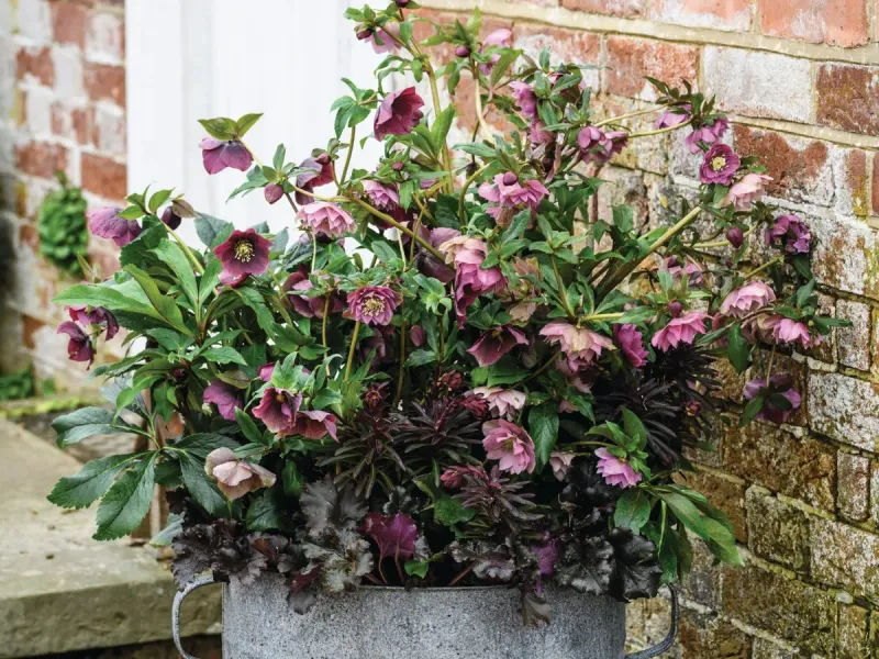 Hellebore Brings Long-Lasting Beauty To Pots