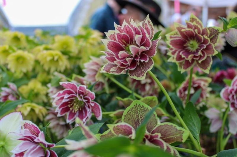 Hellebore Shows Off Its Rich Evergreen Leaves