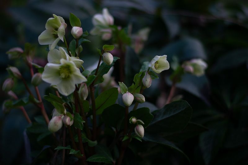 Hellebore The Quiet Bloom That Shows Up In Winter