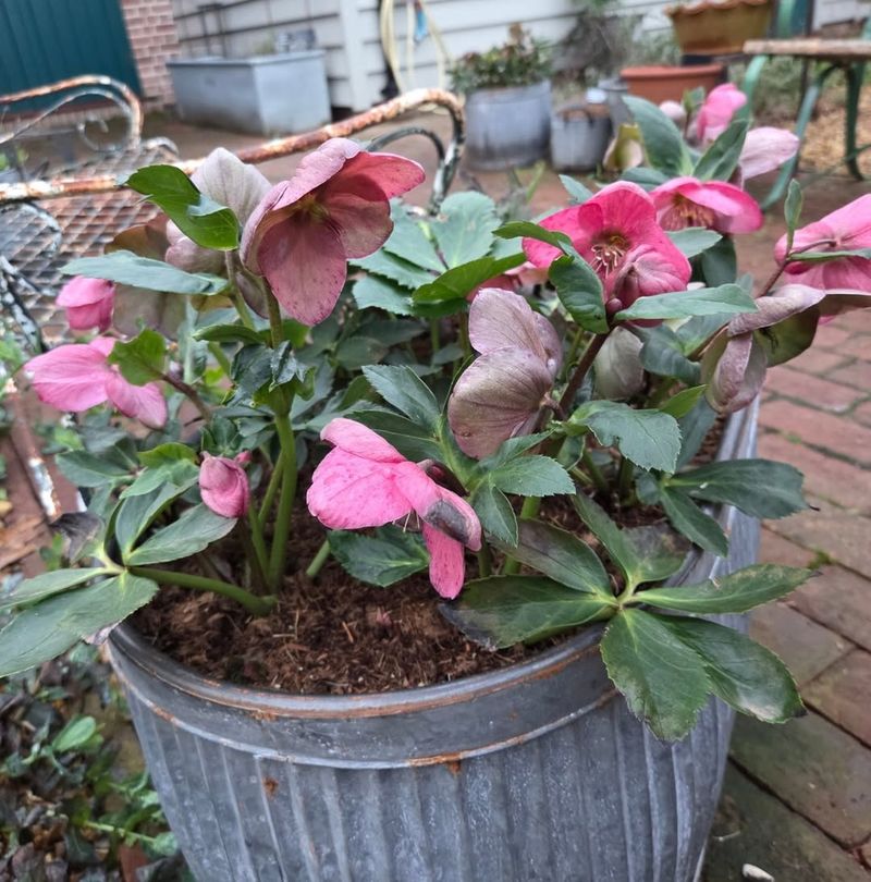 Hellebore