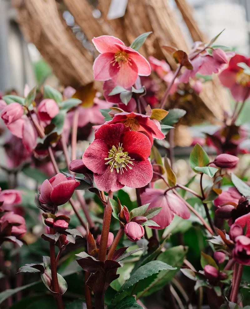 Hellebores