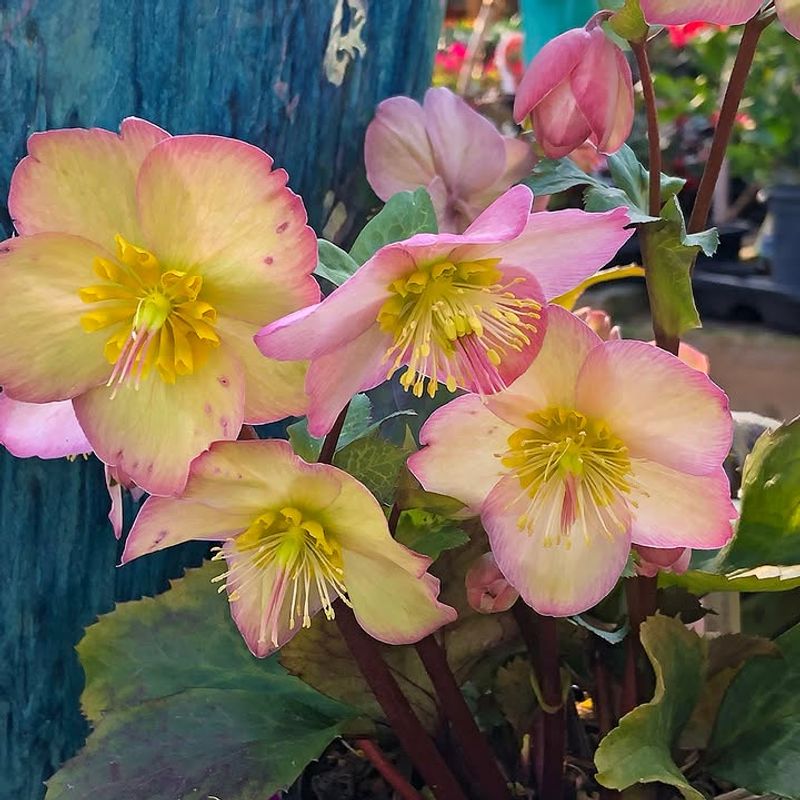 Hellebores Hellebores