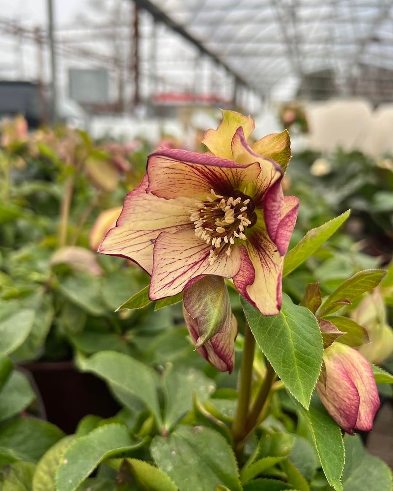 Hellebores
